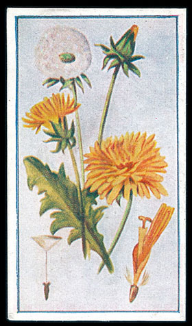 Robinson 1914 Nature Studies in demand